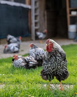 Robusta lionata amrock australorp brahma