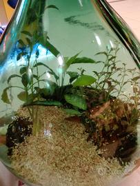 Terrario in damigiana