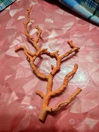 Corallo rosso grezzo 