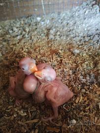Parrocchetti dal collare