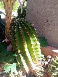 cactus Echinopsis 10/12 anni