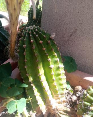 cactus Echinopsis 10/12 anni