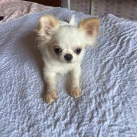 Chihuahua femmina adulta 13 mesi Pedigree Enci