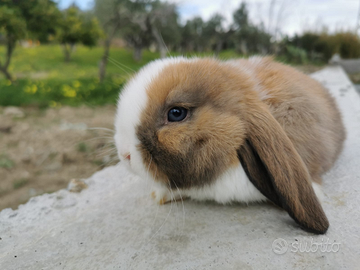 Conigli nani