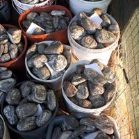 Ciottolo Verde Alpi 80-120mm