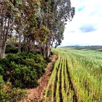 Terreno agricolo