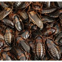 Blatte Dubia Adulte