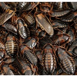 Blatte Dubia Adulte