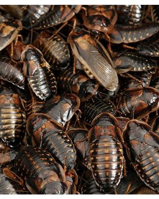 Blatte Dubia Adulte