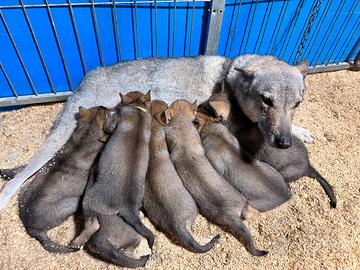 Cucciolidi cane lupo cecoslovacco