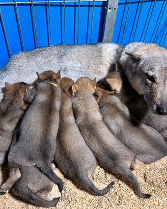 Cucciolidi cane lupo cecoslovacco