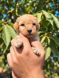 Cuccioli Barboncino Toy 2 mesi - maschi e femmine,