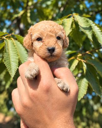 Cuccioli Barboncino Toy 2 mesi - maschi e femmine,