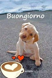 cane per conigli 