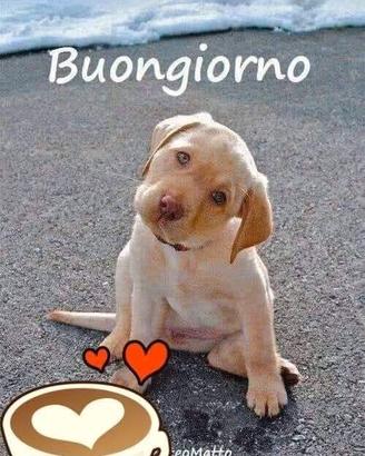 cane per conigli 
