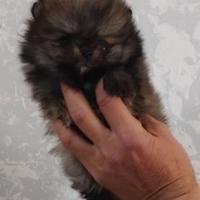 Cucciola di spitz nano volpino Pomerania