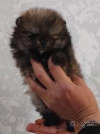 Cucciola di spitz nano volpino Pomerania