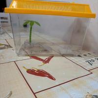 Acquario tartarughe