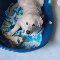 Cucciolo pastore del Caucaso