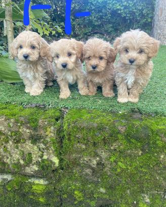 Maltipoo cuccioli