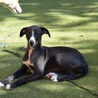 Cucciola razza whippet