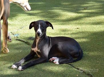 Cucciola razza whippet