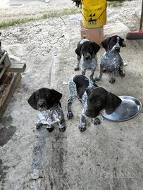 Cuccioli di cane da tartufo