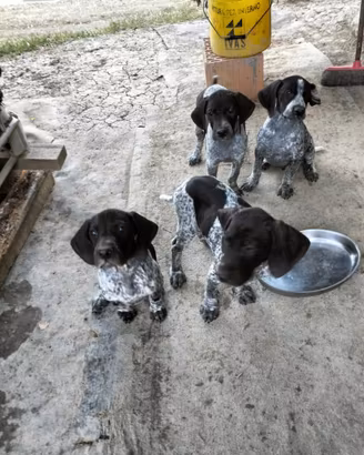 Cuccioli di cane da tartufo
