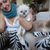 Micini Ragdoll disponibili