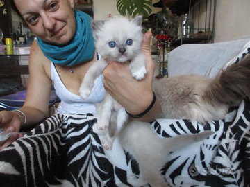Micini Ragdoll disponibili