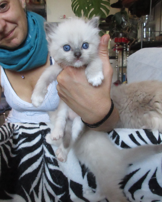 Micini Ragdoll disponibili