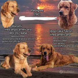 Golden retriever angloamericani arrivo a febbraio