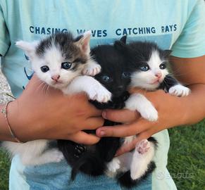 Gattini cuccioli