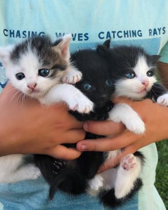Gattini cuccioli