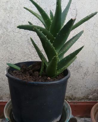 pianta aloe vera