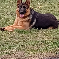 Pastore tedesco femmina