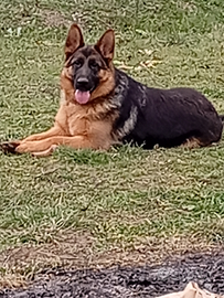 Pastore tedesco femmina