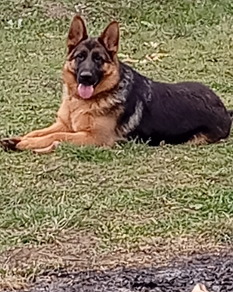 Pastore tedesco femmina