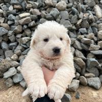 Splendidi Cuccioli di Pastore Maremmano Abruzzese