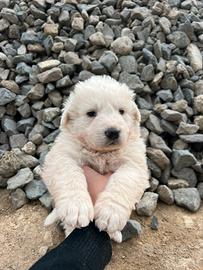 Splendidi Cuccioli di Pastore Maremmano Abruzzese