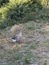 Galline