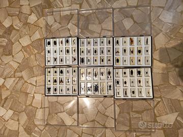 collezione di insetti da tutto il mondo