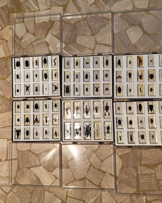 collezione di insetti da tutto il mondo