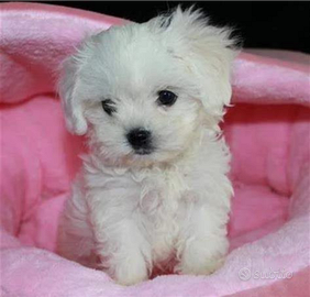 Cuccioli di maltese toy