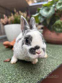 Coniglio nano