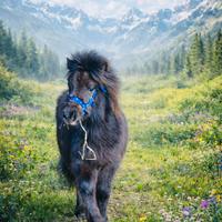 Splendido mini pony olandese