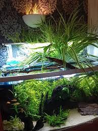 Pianta per acquario