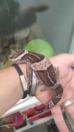Geco hardawickii