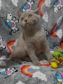 Gattina British shorthair