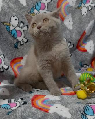 Gattina British shorthair